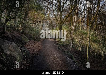 Ein unwegiger Fußweg im historischen Kennall Vine Naturschutzgebiet in Ponsanooth in Cornwall im Vereinigten Königreich. Stockfoto