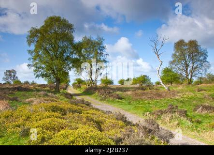 Im Herzen Englands im April der Frühjahrssaison im Cannock Chase Country Park AONB (Gebiet von außergewöhnlicher natürlicher Schönheit) in Staffordshire England Stockfoto