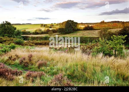 Blick von Gentleshaw Common im Spätsommer im Frühherbst Cannock Chase AONB (Gebiet von außergewöhnlicher natürlicher Schönheit) in Staffordshire England Stockfoto