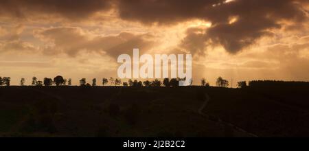 Nebel und Nebel hängen in der kalten Luft zwischen den Bäumen im Frühling im Womere Pool auf Cannock Chase AONB (Gebiet von außergewöhnlicher natürlicher Schönheit) in Staffords Stockfoto