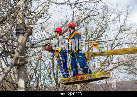 Krasnodar, Russland - 14. März 2018: Elektriker schneiden Äste auf einem Baum mit einer Kettensäge ab, die elektrische Drähte in der Höhe auf hydraulischer Antennenplatte reinigt Stockfoto