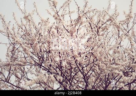Blühende Blutpflaume Prunus cerasifera Stockfoto