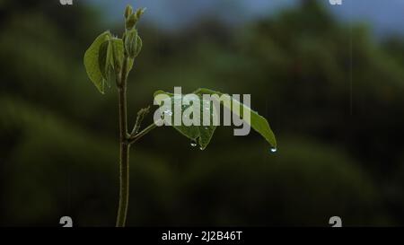 Eine Nahaufnahme von Raindrops über einem grünen verlassen mit einem verschwommenen grünlichen Hintergrund gibt ein kaltes Gefühl. Stockfoto