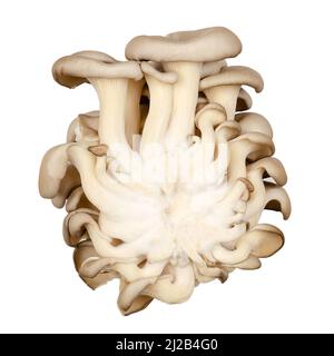 Cluster frischer Austernpilze, Rückansicht. Pleurotus, auch als Abalone- oder Baumpilze bekannt. Einer der am meisten kultivierten Pilze. Stockfoto