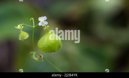 Ballonweinpflanze mit aufgeblasenen Früchten und einer weißen Blume, auch bekannt als Ballonpflanze oder Liebe im Blätterteig, Kräuterpflanze im Garten, Nahaufbereitungsmakro Stockfoto