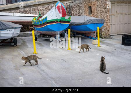 Streunende Katzen umherschweifen eine Werft in St. Paul's Bay, Malta Stockfoto