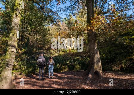 Trehorenteuc (Bretagne, Nordwestfrankreich): Artus-Mythologie, „Val sans retour“ (Tal ohne Rückkehr) im Wald von Broceliande, ein Paar Stockfoto