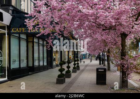 Malerisches Stadtzentrum im Frühling (wunderschöne bunte Kirschbäume in voller Blüte, stilvolles Restaurant-Café-Ladenlokal) - The Grove, Ilkley, Yorkshire, England, Großbritannien. Stockfoto