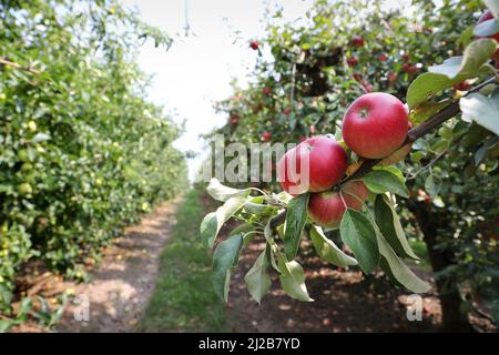 Apfelgarten: Anbau von Dessertäpfeln, roter Apfel auf einem Apfelbaum vor der Ernte Stockfoto