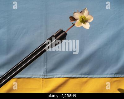 Eine blühende weiße Blume, die als Zeichen des Stückes in das Fass eines Riffels auf ukrainischem Flaggenhintergrund gelegt wurde Stockfoto