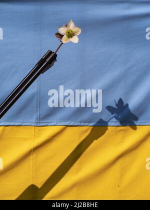 Eine blühende weiße Blume, die als Zeichen des Stückes in das Fass eines Riffels auf ukrainischem Flaggenhintergrund gelegt wurde Stockfoto