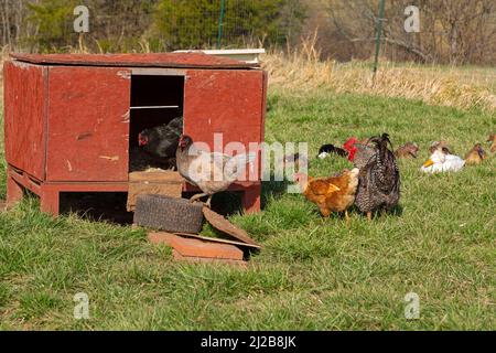 Freilaufende Hühner und Enten in der Nähe von Coop auf einem lokalen Bauernhof Stockfoto