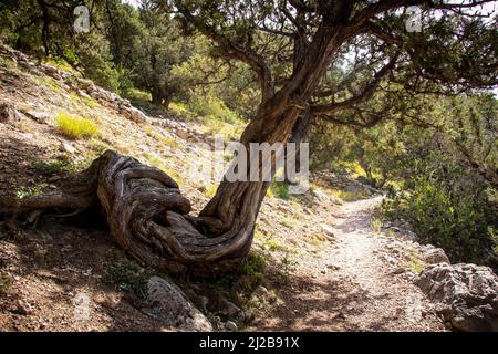 Knötiger Baumstamm an einem Wanderweg im Queyras Regional Nature Park, Obere Französische Alpen (Südostfrankreich) Stockfoto