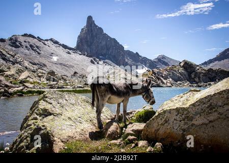 Eselritt im Queyras Regional Nature Park, Oberfranzösische Alpen (Südostfrankreich). Esel ruht und grast am Lake Blanchet vor dem Stockfoto