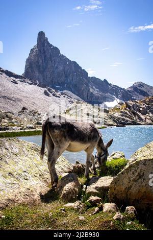 Eselritt im Queyras Regional Nature Park, Oberfranzösische Alpen (Südostfrankreich). Esel ruht und grast am Lake Blanchet vor dem Stockfoto