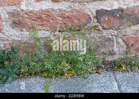 Behaartes Schaumkraut, Ruderal-Schaumkraut, Gartenschaumkraut, Viermänniges Schaumkraut, Vielständer-Schaumkraut, Cardamine hirsuta, haarige Bitterkresse Stockfoto