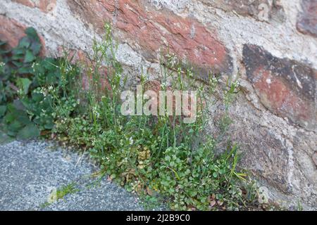 Behaartes Schaumkraut, Ruderal-Schaumkraut, Gartenschaumkraut, Viermänniges Schaumkraut, Vielständer-Schaumkraut, Cardamine hirsuta, haarige Bitterkresse Stockfoto