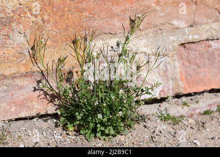 Behaartes Schaumkraut, Ruderal-Schaumkraut, Gartenschaumkraut, Viermänniges Schaumkraut, Vielständer-Schaumkraut, Cardamine hirsuta, haarige Bitterkresse Stockfoto