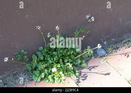 Behaartes Schaumkraut, Ruderal-Schaumkraut, Gartenschaumkraut, Viermänniges Schaumkraut, Vielständer-Schaumkraut, Cardamine hirsuta, haarige Bitterkresse Stockfoto