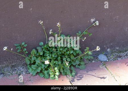 Behaartes Schaumkraut, Ruderal-Schaumkraut, Gartenschaumkraut, Viermänniges Schaumkraut, Vielständer-Schaumkraut, Cardamine hirsuta, haarige Bitterkresse Stockfoto