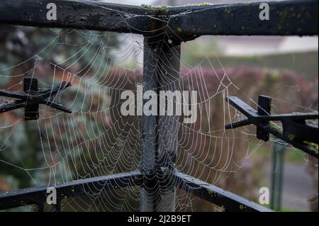 Wunderschöne Wassertropfen kleben auf ein Spinnennetz, genau wie ein durchsichtiger Perlenvorhang. Stockfoto