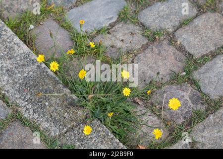 Ferkelkraut, Gewöhnliches Ferkelkraut, Hypochaeris Radicata, Spotted Cat´s Ear, Schweinefleisch Stockfoto