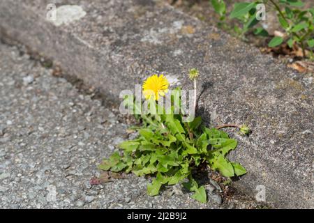 Löwenzahn, in der Fuge eines Rinnsteins, Wiesen-Löwenzahn, Wiesenlöwenzahn, Gemeiner Löwenzahn, gewöhnlicher Löwenzahn, Kuhblume, Taraxacum officinale Stockfoto