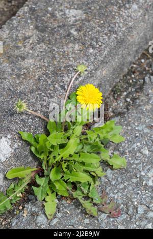 Löwenzahn, in der Fuge eines Rinnsteins, Wiesen-Löwenzahn, Wiesenlöwenzahn, Gemeiner Löwenzahn, gewöhnlicher Löwenzahn, Kuhblume, Taraxacum officinale Stockfoto