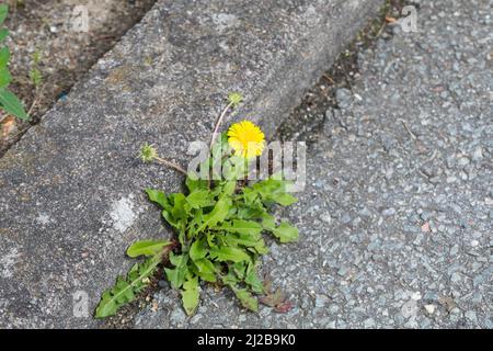 Löwenzahn, in der Fuge eines Rinnsteins, Wiesen-Löwenzahn, Wiesenlöwenzahn, Gemeiner Löwenzahn, gewöhnlicher Löwenzahn, Kuhblume, Taraxacum officinale Stockfoto