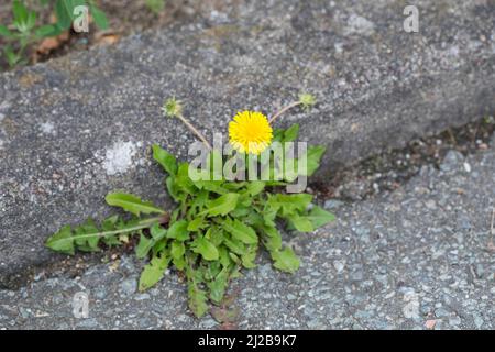 Löwenzahn, in der Fuge eines Rinnsteins, Wiesen-Löwenzahn, Wiesenlöwenzahn, Gemeiner Löwenzahn, gewöhnlicher Löwenzahn, Kuhblume, Taraxacum officinale Stockfoto