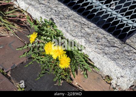 Löwenzahn, in Fuge, Wiesen-Löwenzahn, Wiesenlöwenzahn, Gemeiner Löwenzahn, Gewöhnlicher Löwenzahn, Kuhblume, Taraxacum officinale, Taraxacum sect. Rud Stockfoto