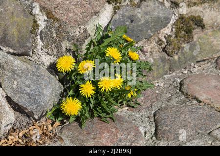 Löwenzahn, in Fuge, Wiesen-Löwenzahn, Wiesenlöwenzahn, Gemeiner Löwenzahn, Gewöhnlicher Löwenzahn, Kuhblume, Taraxacum officinale, Taraxacum sect. Rud Stockfoto