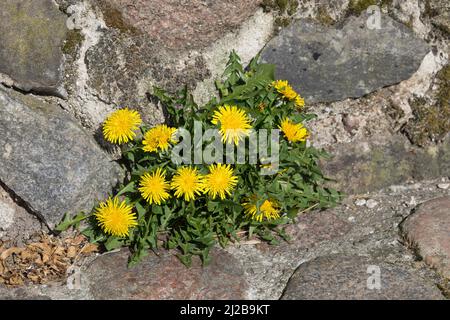 Löwenzahn, in Fuge, Wiesen-Löwenzahn, Wiesenlöwenzahn, Gemeiner Löwenzahn, Gewöhnlicher Löwenzahn, Kuhblume, Taraxacum officinale, Taraxacum sect. Rud Stockfoto