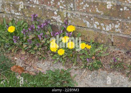 Löwenzahn und Rote Taubnessel in den Fugen einer Mauer, Wiesen-Löwenzahn, Wiesenlöwenzahn, Gemeiner Löwenzahn, gewöhnlicher Löwenzahn, Kuhblume, Tarax Stockfoto