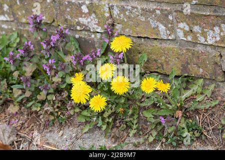 Löwenzahn und Rote Taubnessel in den Fugen einer Mauer, Wiesen-Löwenzahn, Wiesenlöwenzahn, Gemeiner Löwenzahn, gewöhnlicher Löwenzahn, Kuhblume, Tarax Stockfoto