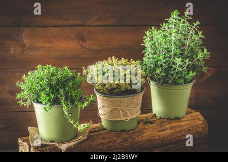 Verschiedene Kräuterpflanzen für den Garten oder Fensterbank in einer Reihe auf Holzhintergrund, Pflanzung oder Hausanbaukonzept, Platz kopieren Stockfoto