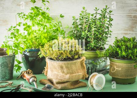 Verschiedene Kräuterpflanzen für den Garten oder Fensterbank, Pflanzkonzept, Hausanbau Stockfoto