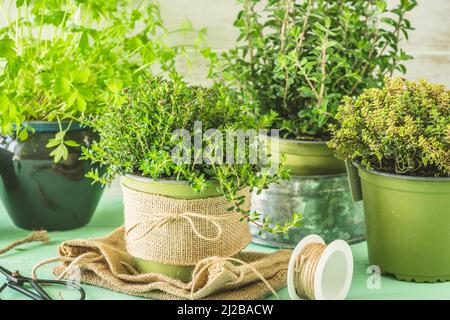 Verschiedene Kräuterpflanzen für den Garten oder Fensterbank, Pflanzkonzept, Hausanbau Stockfoto