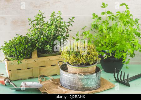 Verschiedene Kräuterpflanzen für den Garten, die Pflanzung und das Hausanbaukonzept Stockfoto