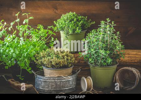 Verschiedene Kräuterpflanzen für den Garten oder Fensterbank auf Holzhintergrund, Pflanzkonzept, Hausanbau Stockfoto