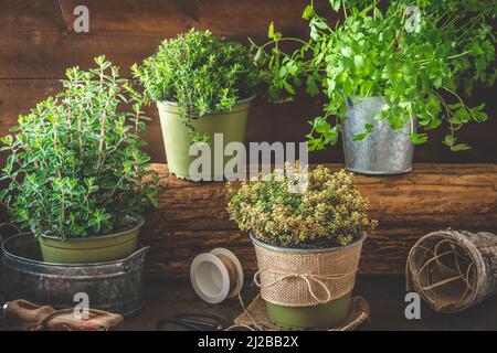 Verschiedene Kräuterpflanzen für den Garten oder Fensterbank auf Holzhintergrund, Pflanzung und Hausanbaukonzept Stockfoto