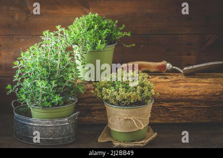 Verschiedene Kräuterpflanzen für den Garten oder Fensterbank auf Holzhintergrund, Pflanzkonzept, Hausanbau, Kopierraum Stockfoto