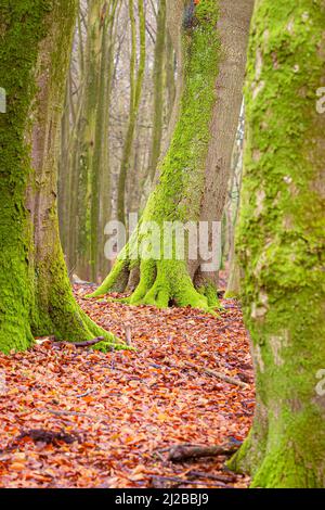 MOS am Boden des Baumstammes wachsen in einem herbstlichen Wald mit schönem Licht Stockfoto