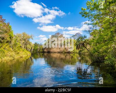 Shell Creek im Hathaway Park in Punta Gorda USA Stockfoto