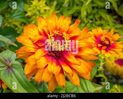 Nahaufnahme von Zinnia haageana, Old Mexico Zinnia oder Mexican Zinnia Stockfoto