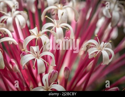 Nahaufnahme von weißen Blüten von Starburst oder Sternschnuppe clerodendrum (Clerodendrum quadriloculare) Stockfoto