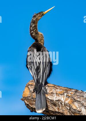 Ein männlicher Anhinga, der auf einem Baumzweig in der Vogelfabrik Venice Audubon in Venice Florida USA sitzt Stockfoto