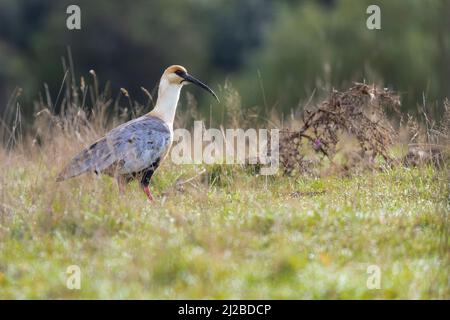 Schwarzgesichtes Ibis (Theristicus melanopis). Provinz Llanquihue. Los Lagos. Chile. Stockfoto