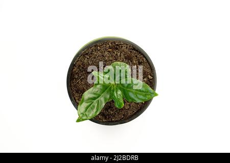 Ein Spross des jungen Sämlings. Grüne Blätter des Kaffeebaums, die in einem Topf wachsen. Blick von oben. Ein einzelnes Zimmerpflanzen-Objekt auf weißem Hintergrund. Stockfoto