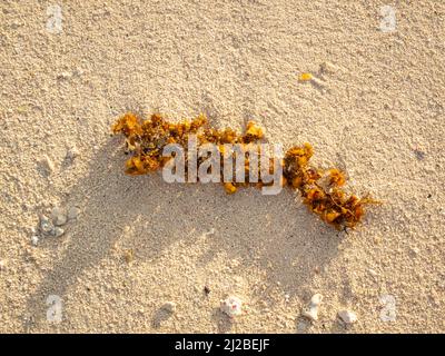 Algen im Sand in der Nähe der Küste des Strandes in San Andres, Kolumbien Stockfoto